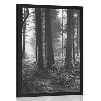 Plakat nasłoneczniony las w czerni i bieli