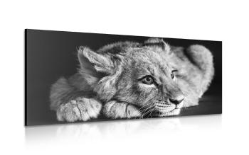 Obraz lwiątko w wersji czarno-białej - 120x60