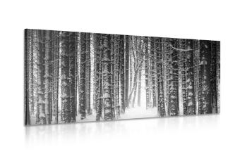 Obraz las pokryty śniegiem w wersji czarno-białej - 100x50