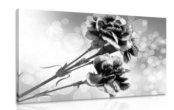Obraz kwiat goździka w wersji czarno-białej