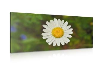 Obraz kwiat margerytki - 120x60