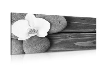 Obraz kamienie wellness i orchidea na drewnianym tle w wersji czarno-białej
