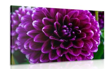 Obraz kwiat w odcieniach fioletu