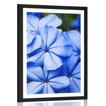 Plakat z passe-partout dzikie niebieskie kwiaty - 60x90 silver