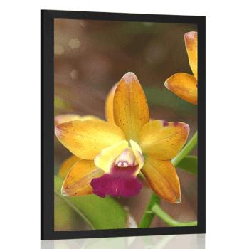 Plakat pomarańczowa orchidea - 30x45 black