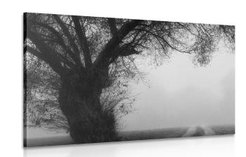 Obraz ogromne czarno-białe drzewo