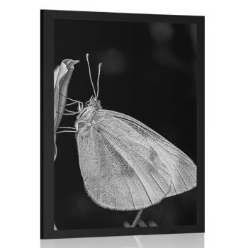 Plakat motyl na kwiatku - 40x60 white