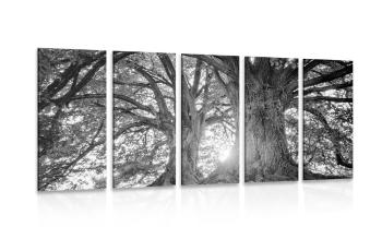 5-częściowy obraz czarne i białe majestatyczne drzewa - 200x100