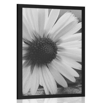 Plakat piękna stokrotka w czarno-białym wzorze - 20x30 silver
