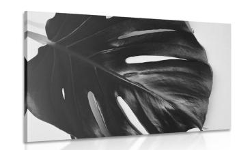 Obraz liść monstery w wersji czarno-białej