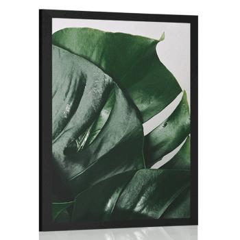 Plakat liście monstery - 40x60 white