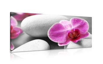 Obraz kwiaty orchidei na białych kamieniach - 120x60