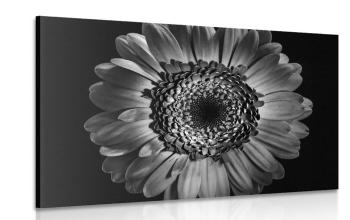 Obraz czarno-biała gerbera - 60x40