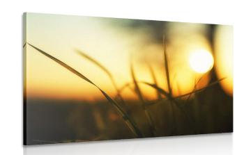 Obraz zachodzące słońce w trawie - 60x40