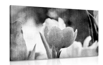 Obraz łąka tulipanów w stylu retro w wersji czarno-białej - 90x60