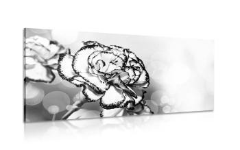 Obraz elegancki goździk w wersji czarno-białej - 100x50
