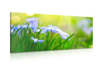 Obraz kwiaty na łące wiosną - 120x60