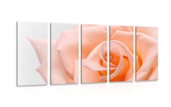 5-częściowy obraz róża w brzoskwiniowym kolorze