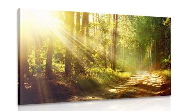 Obraz słońce w lesie - 120x80