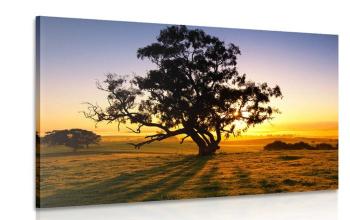 Obraz samotne drzewo o zachodzie słońca - 60x40