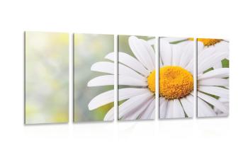 5-częściowy obraz kwiaty margerytki - 100x50