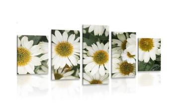 5-częściowy obraz lecznicze kwiaty rumianku - 200x100
