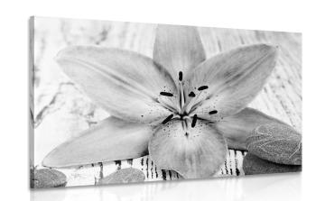 Obraz lilia i kamienie Zen w wersji czarno-białej - 60x40