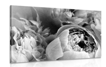 Obraz czarno-białe płatki kwiatów