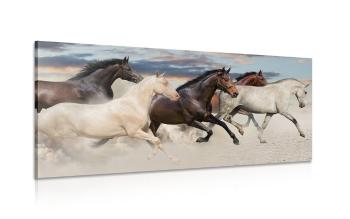 Obraz stado koni - 120x60