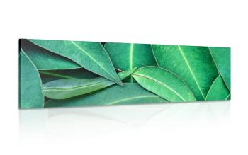 Obraz liście eukaliptusa - 135x45