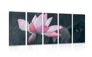 5-częściowy obraz delikatny kwiat lotosu - 100x50