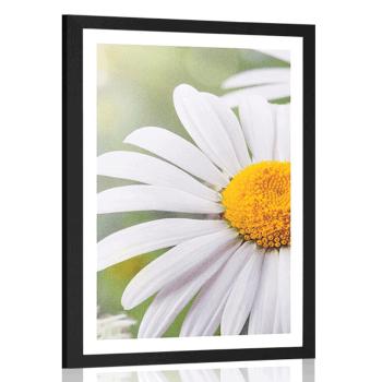 Plakat z passe-partout kwiaty margaretki - 60x90 white