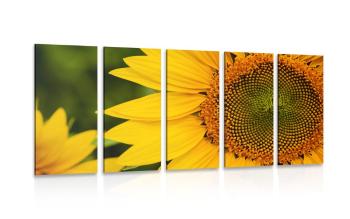 5-częściowy obraz żółty słonecznik - 100x50