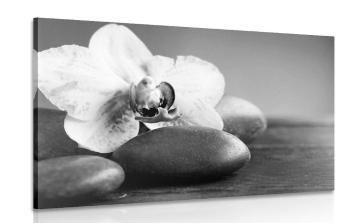 Obraz kamienie z orchideą w wersji czarno-białej