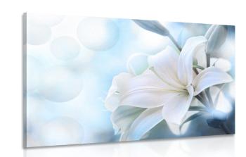 Obraz kwiat białej lilii na abstrakcyjnym tle - 120x80