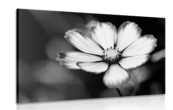 Obraz kwiat w ogrodzie w wersji czarno-białej