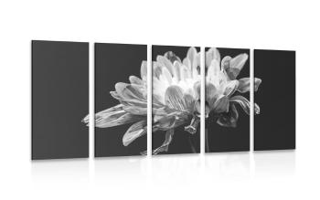 5-częściowy obraz czarno-biała stokrotka - 200x100
