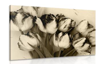 Obraz wiosenne tulipany w sepii - 120x80