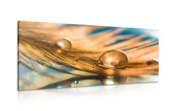 Obraz kropla wody na złotym piórze - 120x60