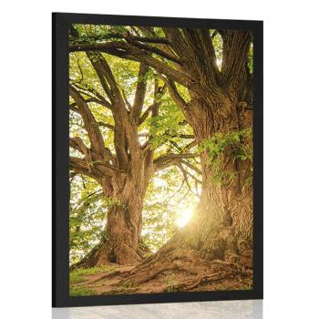 Plakat majestatyczne drzewa - 20x30 black