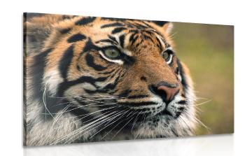 Obraz tygrys bengalski - 120x80