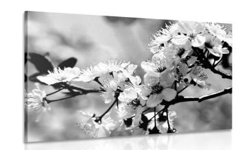 Obraz kwiat wiśni w wersji czarno-białej - 60x40