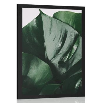 Plakat liść monstery - 20x30 black