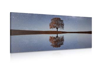 Obraz rozgwieżdżone niebo nad samotnym drzewem