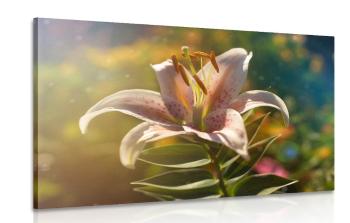Obraz piękny kwiat z nutą retro - 90x60