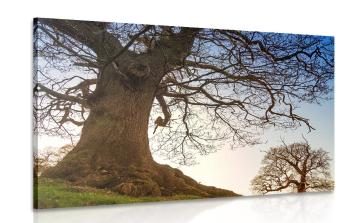 Obraz symbioza drzew - 90x60