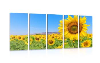 5-częściowy obraz pole słoneczników - 100x50