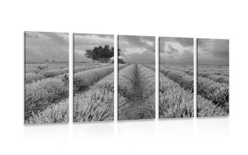 5-częściowy obraz pola lawendy w wersji czarno-białej