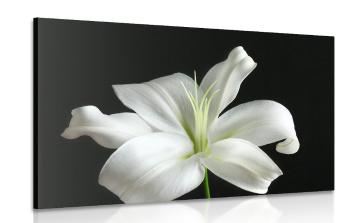 Obraz piękna biała lilia na czarnym tle - 120x80
