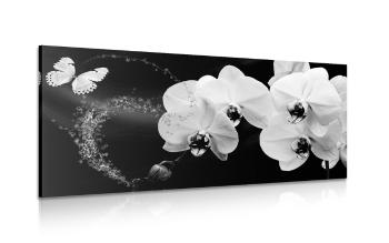 Obraz czarno-biały storczyk i motyl - 120x60